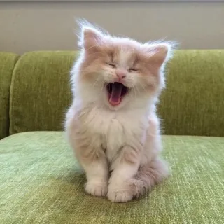 🫀 고양이, 새끼 고양이, 하품, 동물, 귀여운 telegram sticker