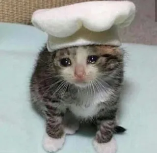 🍽 кот, котенок, шеф-повар, грустный, милый, поварской колпак, питомец telegram sticker