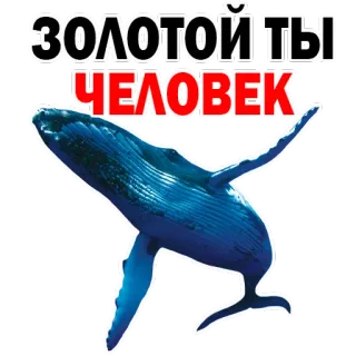 😂 ЗОЛОТОЙ ТЫ ЧЕЛОВЕК paus, binatang, laut, biru, samudra, emas telegram sticker