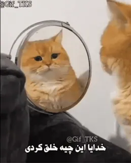 😐 خدایا این چیه خلق کردی gato, espejo, reflejo, animal, lindo, mascota telegram sticker