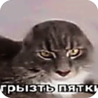 🤙 Floppa грызть пятки telegram sticker