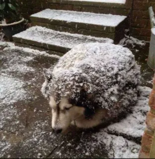 🤔 perro, nieve, frío, husky, invierno, mascota telegram sticker