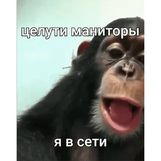 🐵 целути маниторы 
Я в сети mono, meme, online, internet, ruso, animal whatsapp sticker