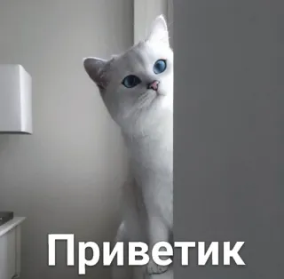 😌 Приветик mèo, chào, dễ thương, nhìn trộm, mèo trắng, mắt xanh telegram sticker