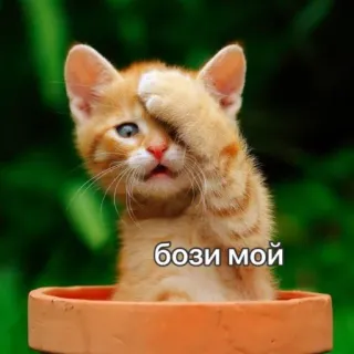 🙊 бози мой кот, котёнок, милый, животное, смешной telegram sticker