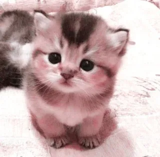 🌷 kat, kitten, schattig, dier, huisdier, huiskat, katachtig, klein telegram sticker