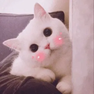 🐾 猫, かわいい, 白い猫, 可愛い, 動物, ペット, 子猫 telegram sticker