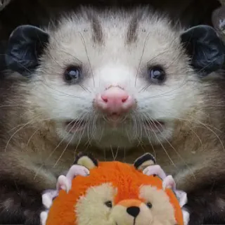 🌌 opossum, marsupial, animal, wildlife, fox, stuffed animal, cute telegram sticker