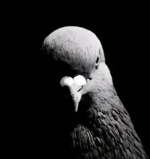 🤩 pigeon, bird, animal, black and white, grayscale whatsapp sticker