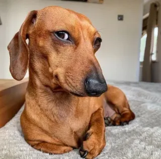 😏 cão, dachshund, animal de estimação, animal, fofo, filhote telegram sticker