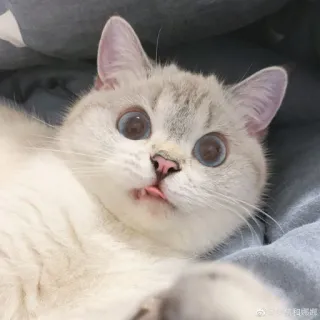 😬 gato, lindo, animal, mascota, gatito, lengua, divertido whatsapp sticker