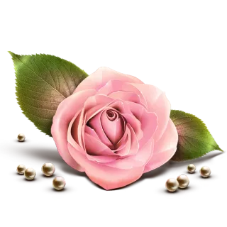 🌷 rosa, flor, rosa, pérolas, floral, natureza, decoração whatsapp sticker
