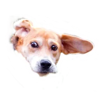 😳 dog, pet, animal, cute, beagle, funny telegram sticker