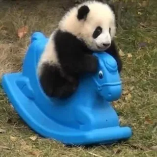 🐼 Panda, Bébé panda, Cheval à bascule, Jouet, Animal, Mignon, Ours whatsapp sticker