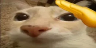🫡 Katze, Tier, Emoji, Hand telegram sticker