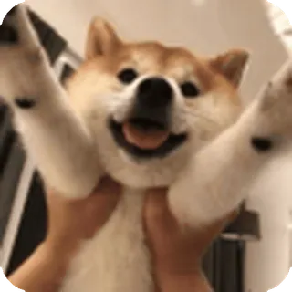 🌟