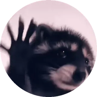 🕺 raccoon, animal, cute, wildlife, nature whatsapp sticker