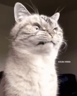 😡 cat, angry, animal, meme, funny, pet, domestic cat, expression telegram sticker