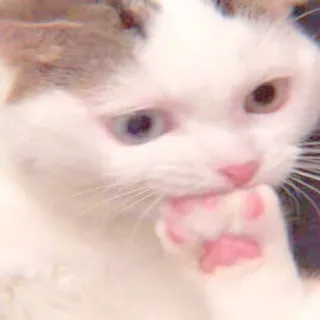 🐈 gato, gatinho, animal, fofo, animal de estimação, felino telegram sticker