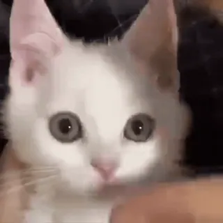 😡 gato, gatinho, fofo, animal, animal de estimação, gato branco whatsapp sticker