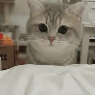 🐾 gato, fofo, animal, animal de estimação whatsapp sticker