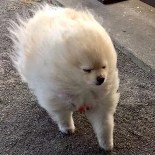 😑 cane, volpino di Pomerania, ventoso, divertente, animale domestico, animale telegram sticker