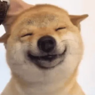 🐕 Hund, Shiba Inu, Fröhlich, Meme, Süß, Haustier telegram sticker