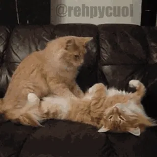 😻 @rehpycuol cats, animals, pets, playing, funny telegram sticker