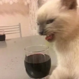 Котятки🔛 @cat_cute_kitty whatsapp stickers