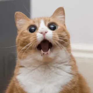 😮 chat, surpris, choqué, animal, mème telegram sticker