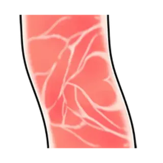 ⚪️ piel, vasos sanguíneos, anatomía whatsapp sticker