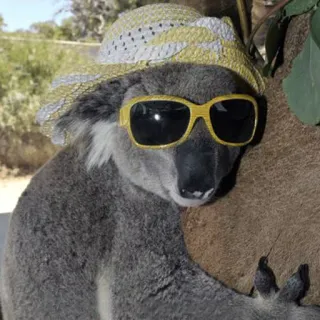 🐨 koala, sunglasses, hat, animal, cute, marsupial, australia, wildlife telegram sticker