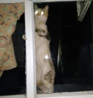 😶 gato, janela, animal doméstico, animal de estimação, olhando, noite whatsapp sticker