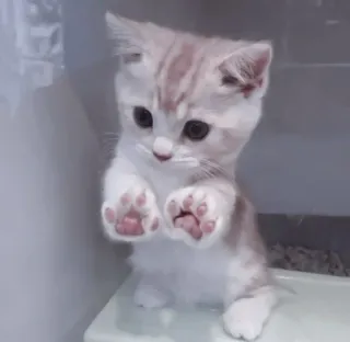 🤍 猫, 小猫, 可爱, 迷人, 宠物, 动物, 猫科动物, 家养 telegram sticker