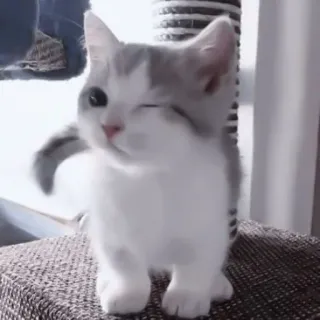 🐈 kot, kociak, słodki, zwierzę, zwierzak, kot domowy telegram sticker