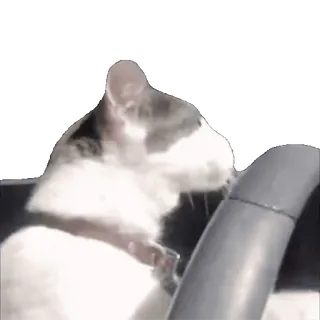 🚙 cat, driving, animal, steering wheel, pet, vehicle whatsapp sticker