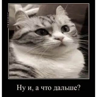 🐱 Ну и, а что дальше? gatto, russo, meme, divertente, animale, gatto domestico, animale domestico telegram sticker