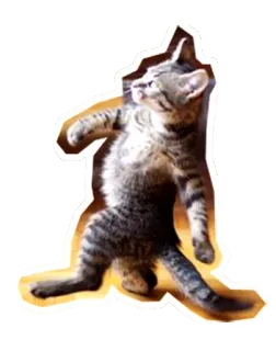 👊 แมว, สัตว์, สัตว์เลี้ยง, เดิน, ตลก, ลายเสือ, แมวบ้าน telegram sticker