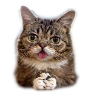 🌚 kucing, hewan, peliharaan, lucu, kocak, kucing domestik telegram sticker