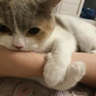 🧩 gatto, animale, animale domestico, animale domestico, carino, felino telegram sticker