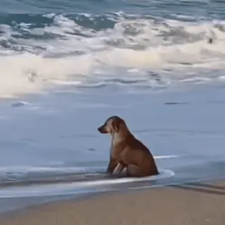 😔 perro, playa, océano, animal, mascota, olas telegram sticker