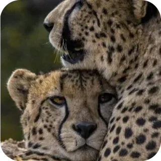 Больше стиков тут: @stikery4 telegram stickers