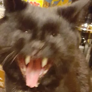 🥒 cat, animal, black cat, teeth, tongue whatsapp sticker