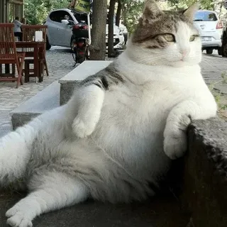🤰 gato, animal, animal de estimação, animal doméstico, sentado, relaxado whatsapp sticker