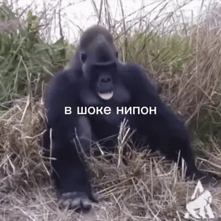 🤯 В шоке нипон gorilla, animal, ape, shocked, russia telegram sticker
