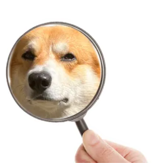😒 hond, vergrootglas, corgi, meme, grappig, dier telegram sticker