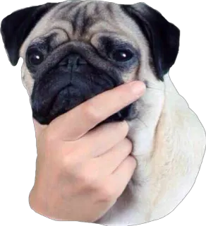 😒 Hund, Mops, Stinkefinger, unhöflich, beleidigend, Geste telegram sticker