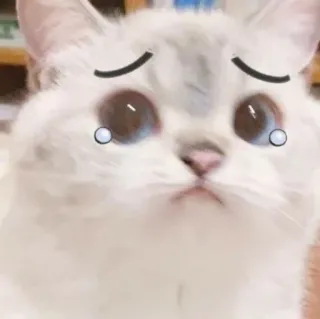 🐈 猫, 悲しい, 泣く, 涙, 可愛い, 絵文字 whatsapp sticker