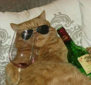 🍷 猫, 太阳镜, 葡萄酒, 酒精, 宠物, 动物, 幽默, 派对 telegram sticker
