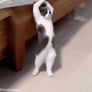 👊 dancing cat whatsapp sticker